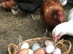 Laying hens Laying hens